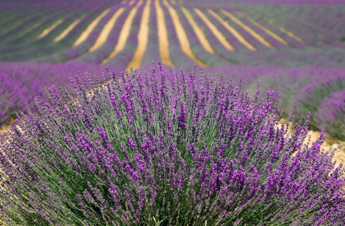 Trouver et visiter des producteurs près de Ballainvilliers