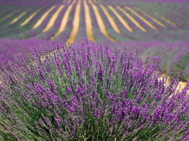 Trouver et visiter des producteurs près de Ballainvilliers